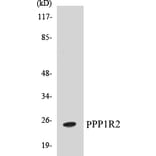 Western Blot - PPP1R2 Cell Based ELISA Kit (CB5586) - Antibodies.com
