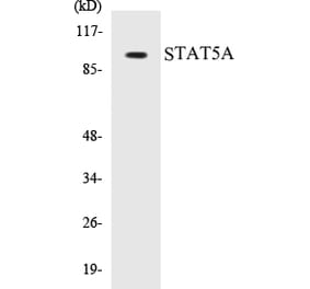 Western Blot - STAT5A Cell Based ELISA Kit (CB5658) - Antibodies.com