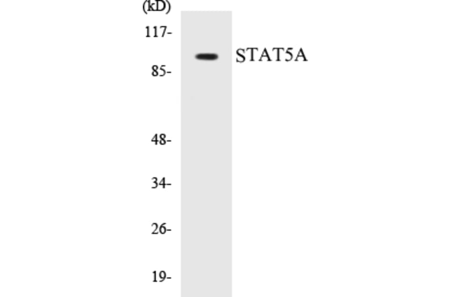 Western Blot - STAT5A Cell Based ELISA Kit (CB5658) - Antibodies.com