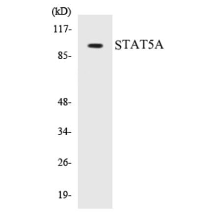 Western Blot - STAT5A Cell Based ELISA Kit (CB5658) - Antibodies.com