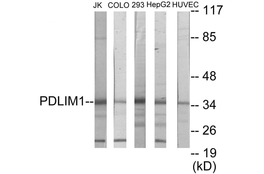 Western Blot - PDLIM1 Cell Based ELISA Kit (CB5763) - Antibodies.com
