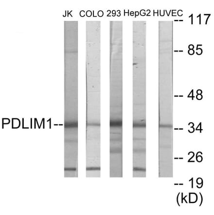 Western Blot - PDLIM1 Cell Based ELISA Kit (CB5763) - Antibodies.com
