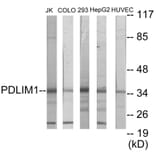 Western Blot - PDLIM1 Cell Based ELISA Kit (CB5763) - Antibodies.com