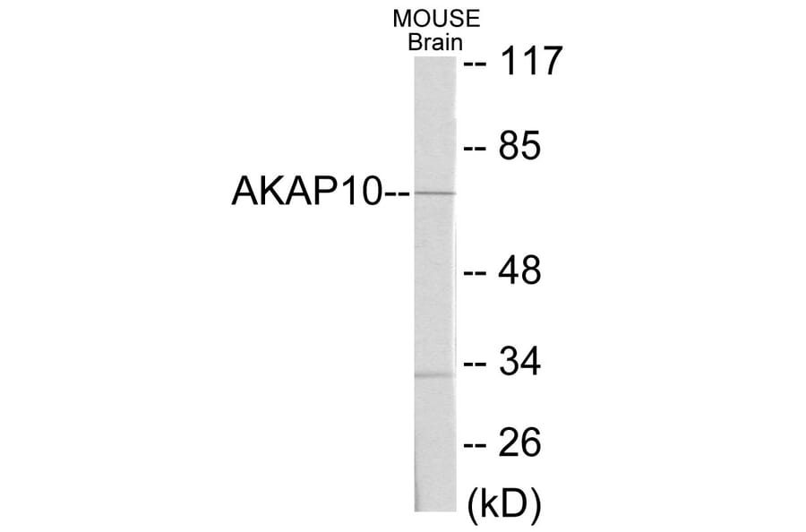 Western Blot - AKAP10 Cell Based ELISA Kit (CB5784) - Antibodies.com