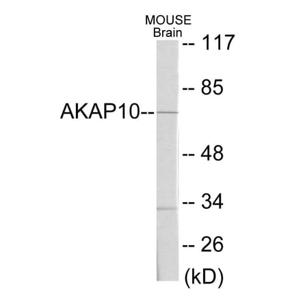 Western Blot - AKAP10 Cell Based ELISA Kit (CB5784) - Antibodies.com