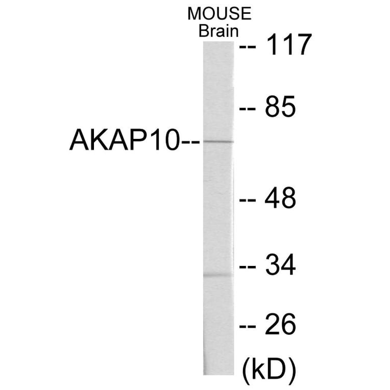 Western Blot - AKAP10 Cell Based ELISA Kit (CB5784) - Antibodies.com