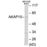 Western Blot - AKAP10 Cell Based ELISA Kit (CB5784) - Antibodies.com