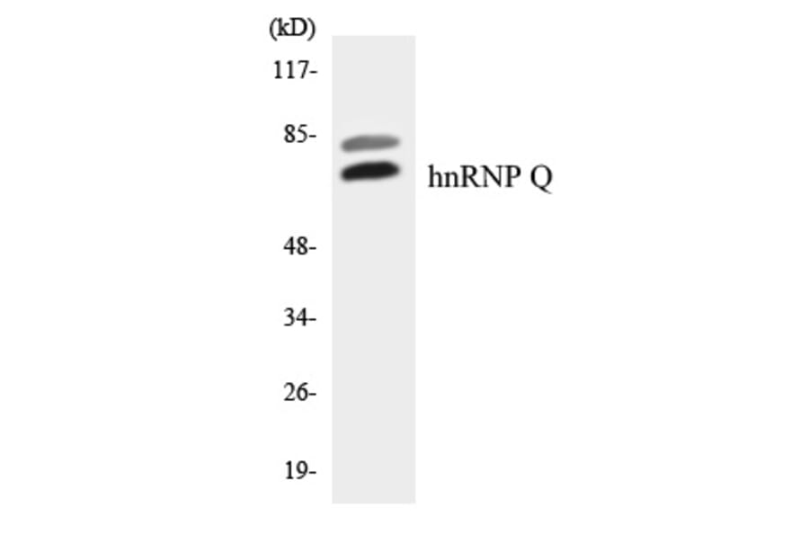 Western Blot - hnRNPQ Cell Based ELISA Kit (CB5791) - Antibodies.com