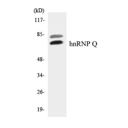 Western Blot - hnRNPQ Cell Based ELISA Kit (CB5791) - Antibodies.com