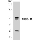 Western Blot - hnRNPH Cell Based ELISA Kit (CB5929) - Antibodies.com
