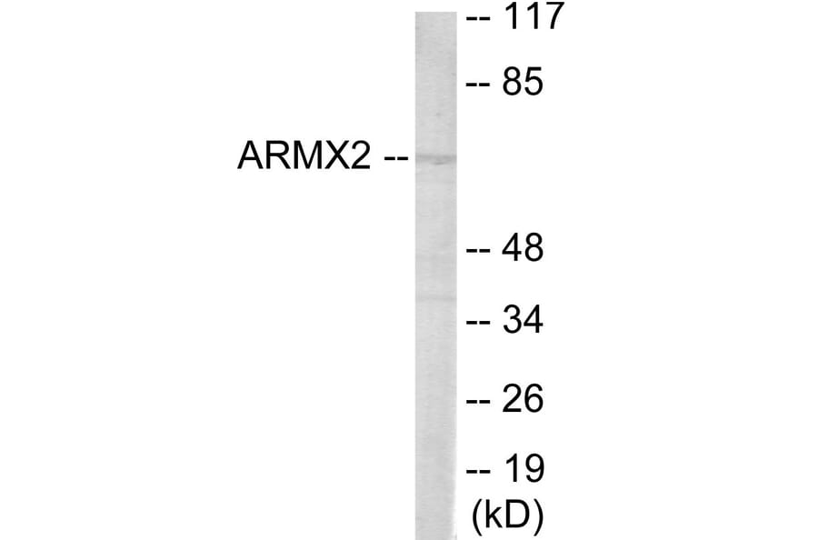Western Blot - ARMCX2 Cell Based ELISA Kit (CB6067) - Antibodies.com