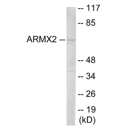 Western Blot - ARMCX2 Cell Based ELISA Kit (CB6067) - Antibodies.com