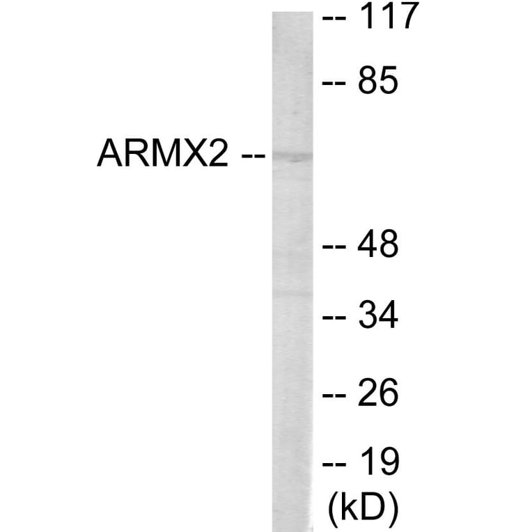 Western Blot - ARMCX2 Cell Based ELISA Kit (CB6067) - Antibodies.com