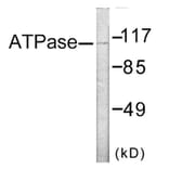 Western Blot - ATPase Cell Based ELISA Kit (CB6152) - Antibodies.com