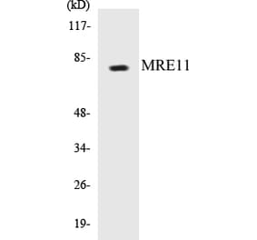 Western Blot - MRE11 Cell Based ELISA Kit (CB5470) - Antibodies.com