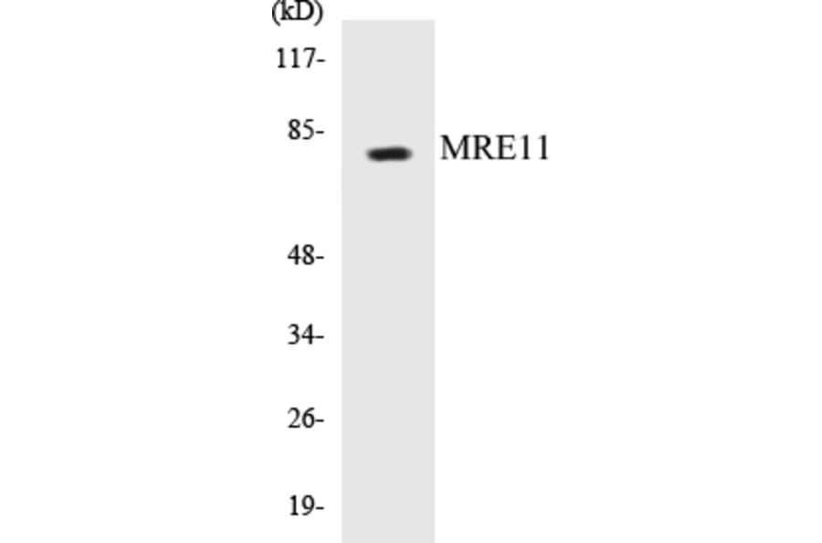 Western Blot - MRE11 Cell Based ELISA Kit (CB5470) - Antibodies.com