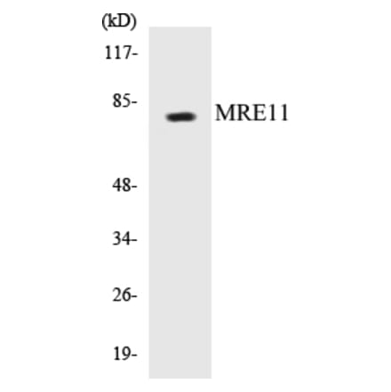 Western Blot - MRE11 Cell Based ELISA Kit (CB5470) - Antibodies.com