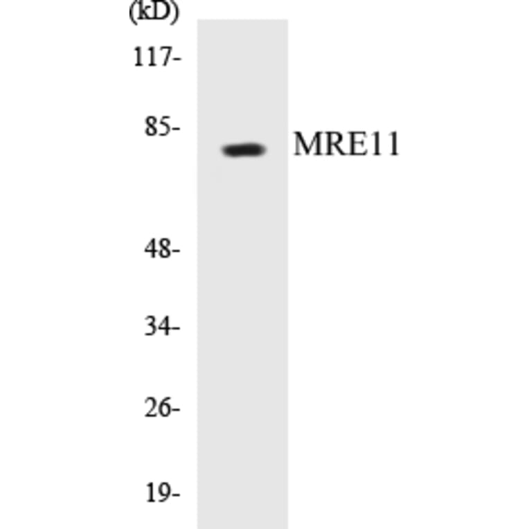 Western Blot - MRE11 Cell Based ELISA Kit (CB5470) - Antibodies.com