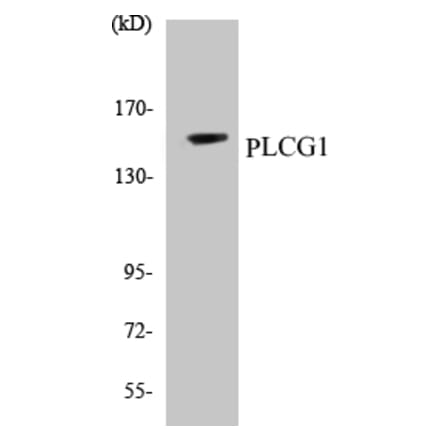 Western Blot - PLCG1 Cell Based ELISA Kit (CB5574) - Antibodies.com