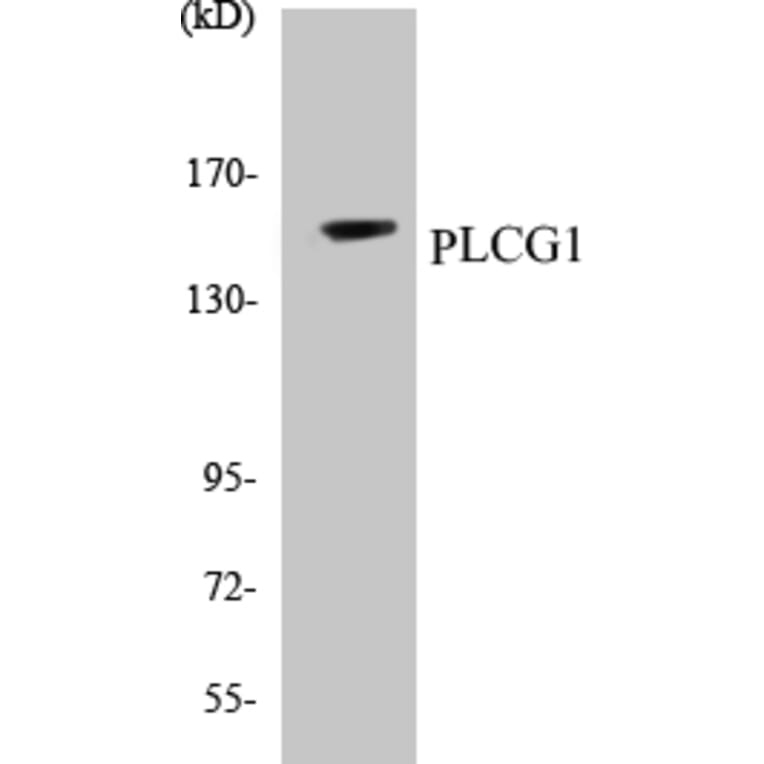 Western Blot - PLCG1 Cell Based ELISA Kit (CB5574) - Antibodies.com