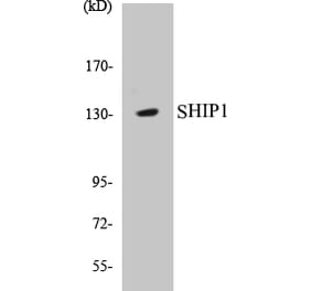 Western Blot - SHIP1 Cell Based ELISA Kit (CB5629) - Antibodies.com