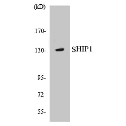Western Blot - SHIP1 Cell Based ELISA Kit (CB5629) - Antibodies.com