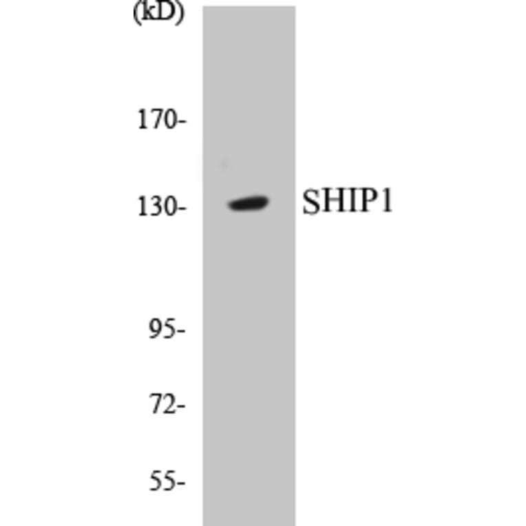 Western Blot - SHIP1 Cell Based ELISA Kit (CB5629) - Antibodies.com