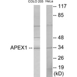 Western Blot - APEX1 Cell Based ELISA Kit (CB5867) - Antibodies.com