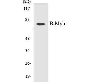 Western Blot - B-Myb Cell Based ELISA Kit (CB5077) - Antibodies.com