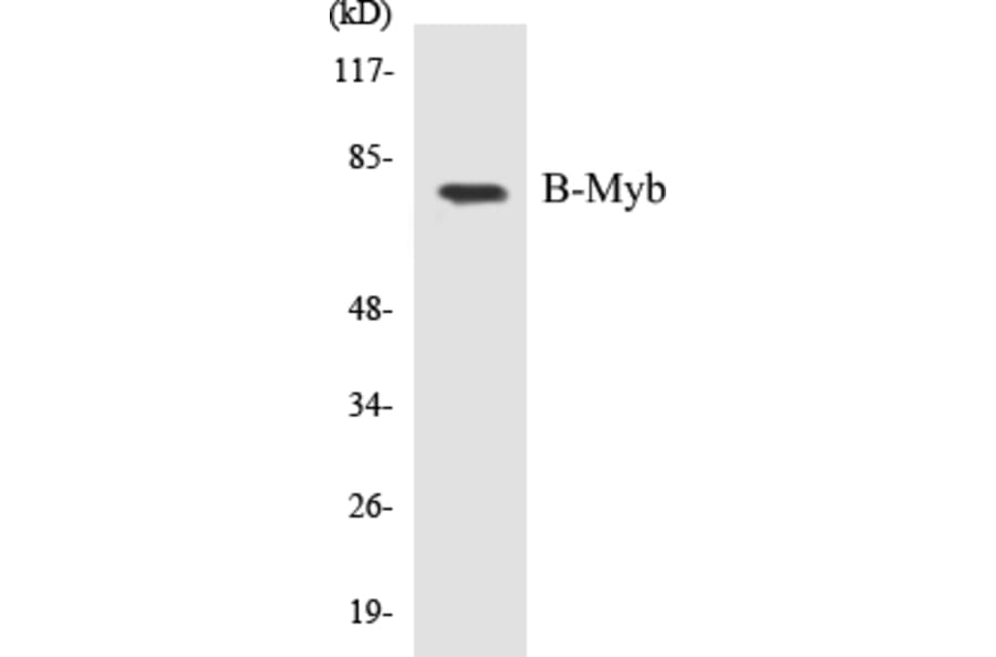 Western Blot - B-Myb Cell Based ELISA Kit (CB5077) - Antibodies.com