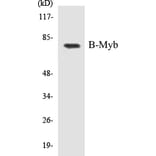 Western Blot - B-Myb Cell Based ELISA Kit (CB5077) - Antibodies.com