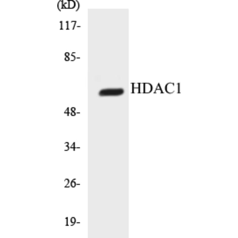 Western Blot - HDAC1 Cell Based ELISA Kit (CB5318) - Antibodies.com