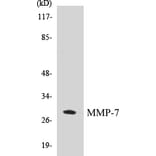 Western Blot - MMP-7 Cell Based ELISA Kit (CB5465) - Antibodies.com