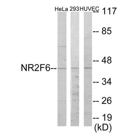 Western Blot - NR2F6 Cell Based ELISA Kit (CB5837) - Antibodies.com