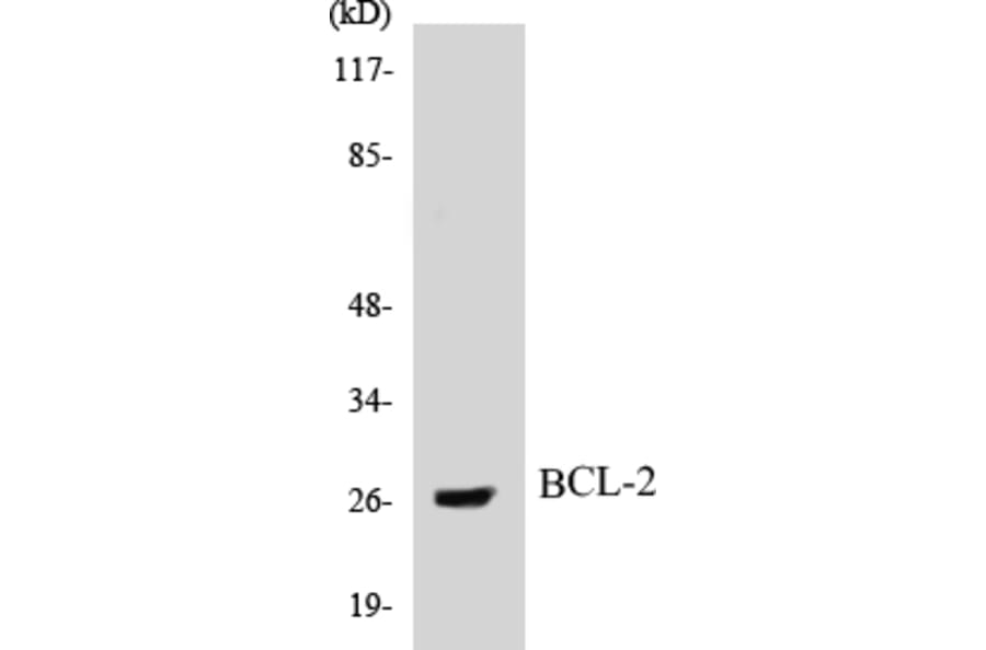 Western Blot - BCL-2 Cell Based ELISA Kit (CB5068) - Antibodies.com