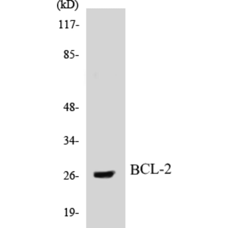 Western Blot - BCL-2 Cell Based ELISA Kit (CB5068) - Antibodies.com