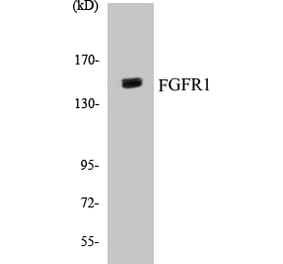 Western Blot - FGFR1 Cell Based ELISA Kit (CB5261) - Antibodies.com