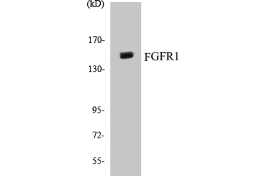 Western Blot - FGFR1 Cell Based ELISA Kit (CB5261) - Antibodies.com