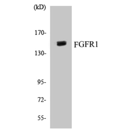 Western Blot - FGFR1 Cell Based ELISA Kit (CB5261) - Antibodies.com