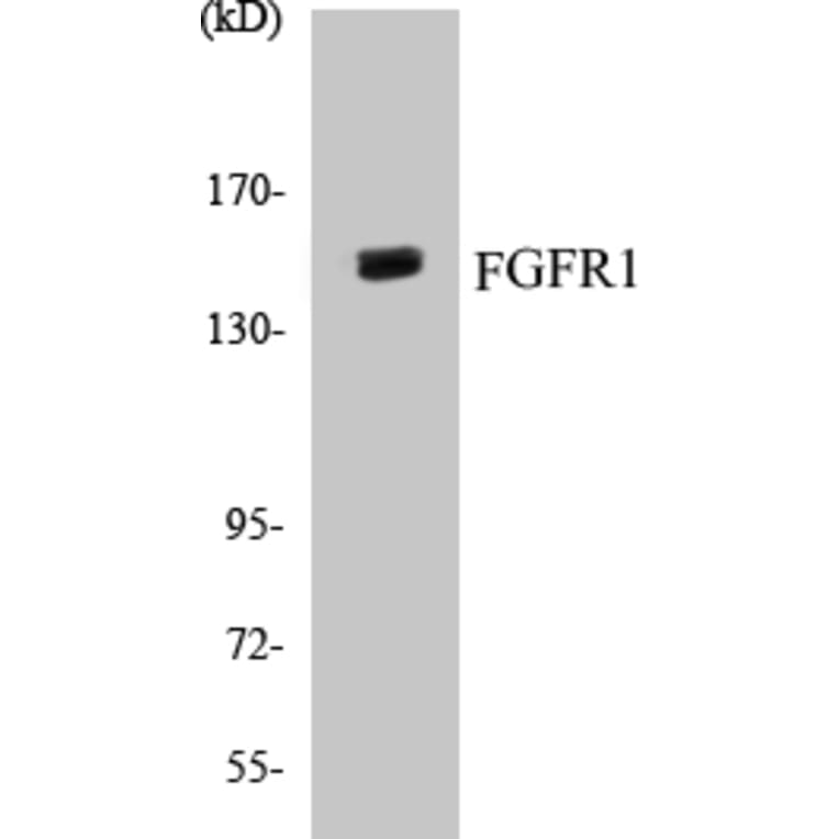 Western Blot - FGFR1 Cell Based ELISA Kit (CB5261) - Antibodies.com