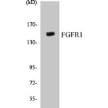 Western Blot - FGFR1 Cell Based ELISA Kit (CB5261) - Antibodies.com