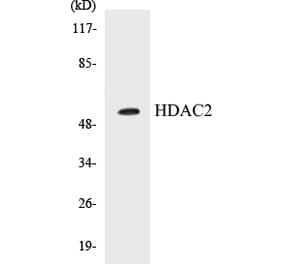Western Blot - HDAC2 Cell Based ELISA Kit (CB5320) - Antibodies.com