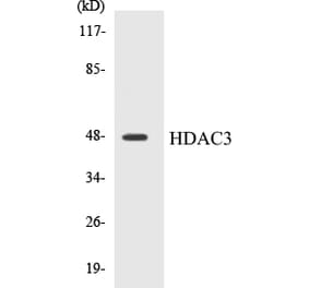 Western Blot - HDAC3 Cell Based ELISA Kit (CB5321) - Antibodies.com