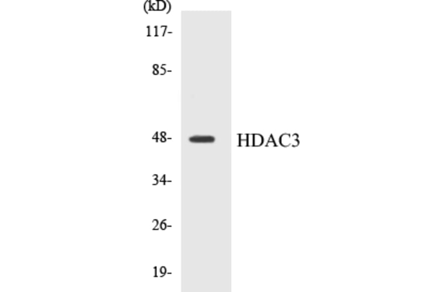 Western Blot - HDAC3 Cell Based ELISA Kit (CB5321) - Antibodies.com