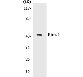 Western Blot - Pim-1 Cell Based ELISA Kit (CB5558) - Antibodies.com