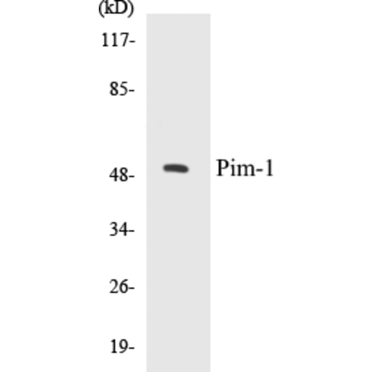 Western Blot - Pim-1 Cell Based ELISA Kit (CB5558) - Antibodies.com