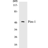 Western Blot - Pim-1 Cell Based ELISA Kit (CB5558) - Antibodies.com