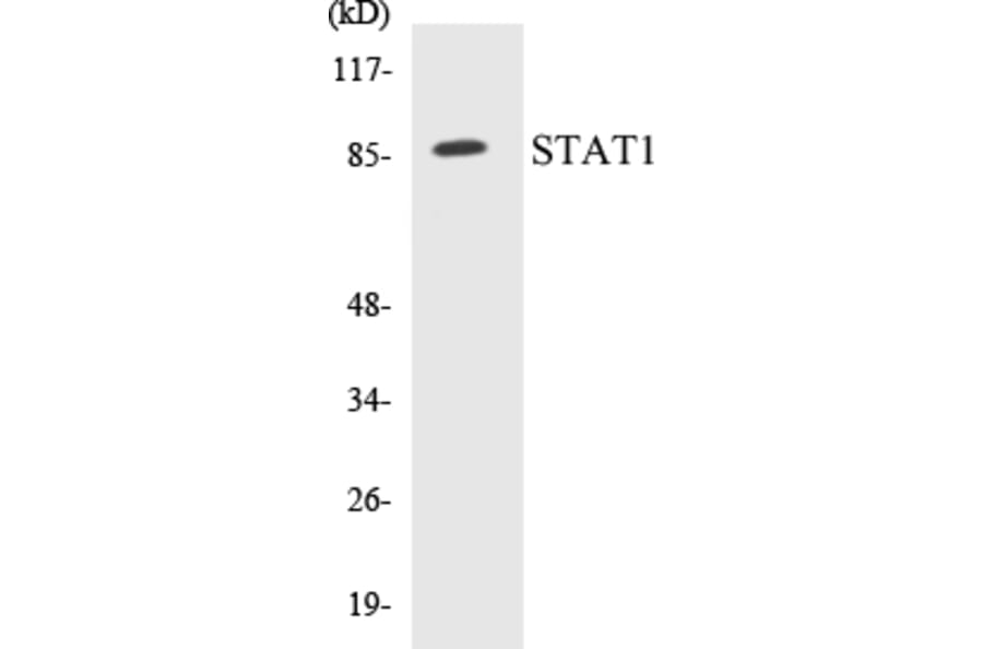 Western Blot - STAT1 Cell Based ELISA Kit (CB5654) - Antibodies.com