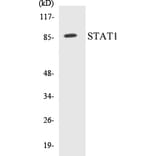Western Blot - STAT1 Cell Based ELISA Kit (CB5654) - Antibodies.com