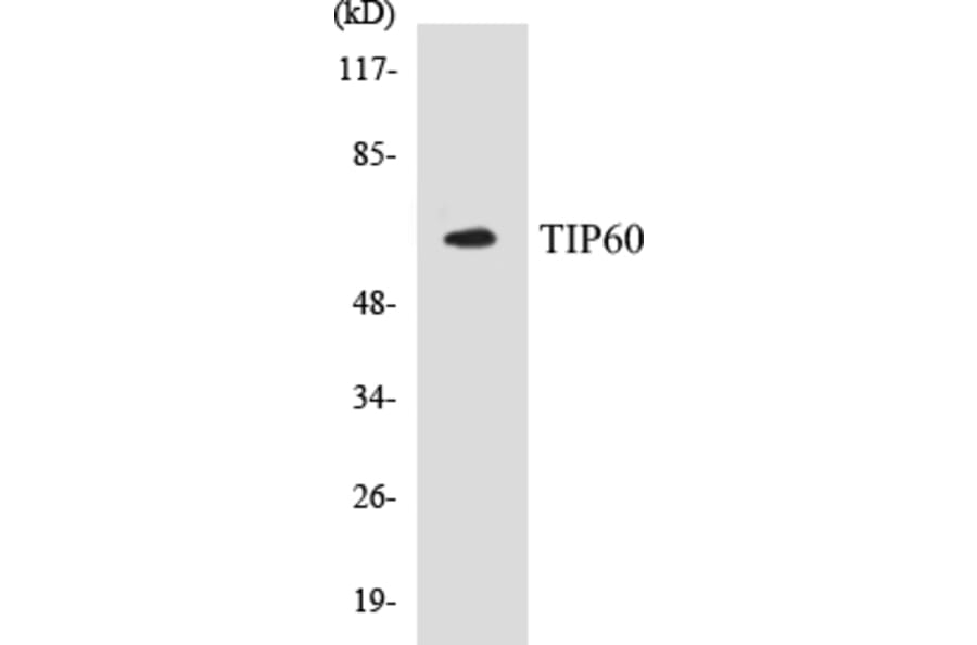 Western Blot - TIP60 Cell Based ELISA Kit (CB5694) - Antibodies.com